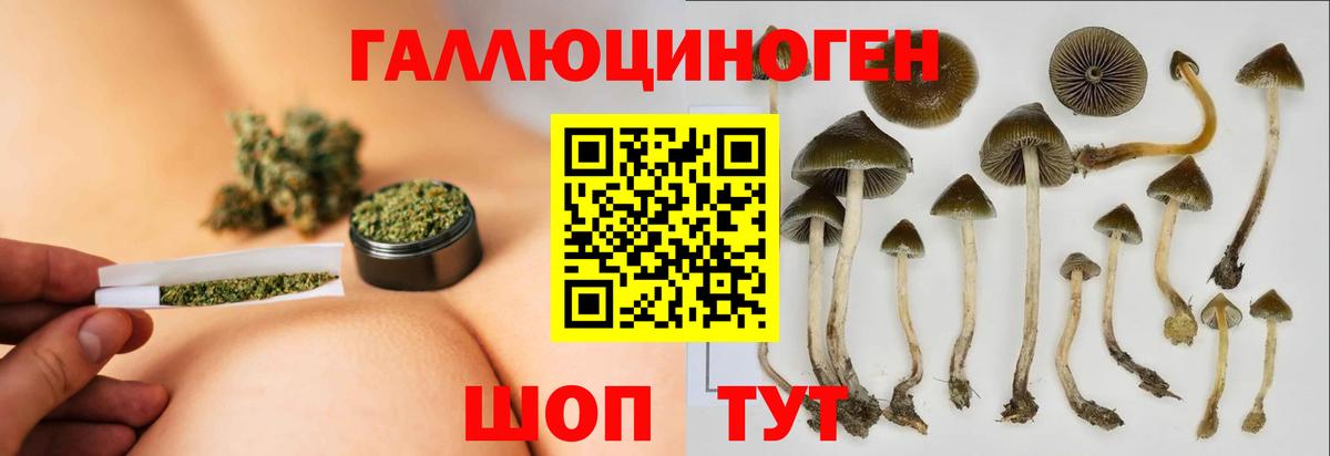 Псилоцибиновые грибы Psilocybe Клин
